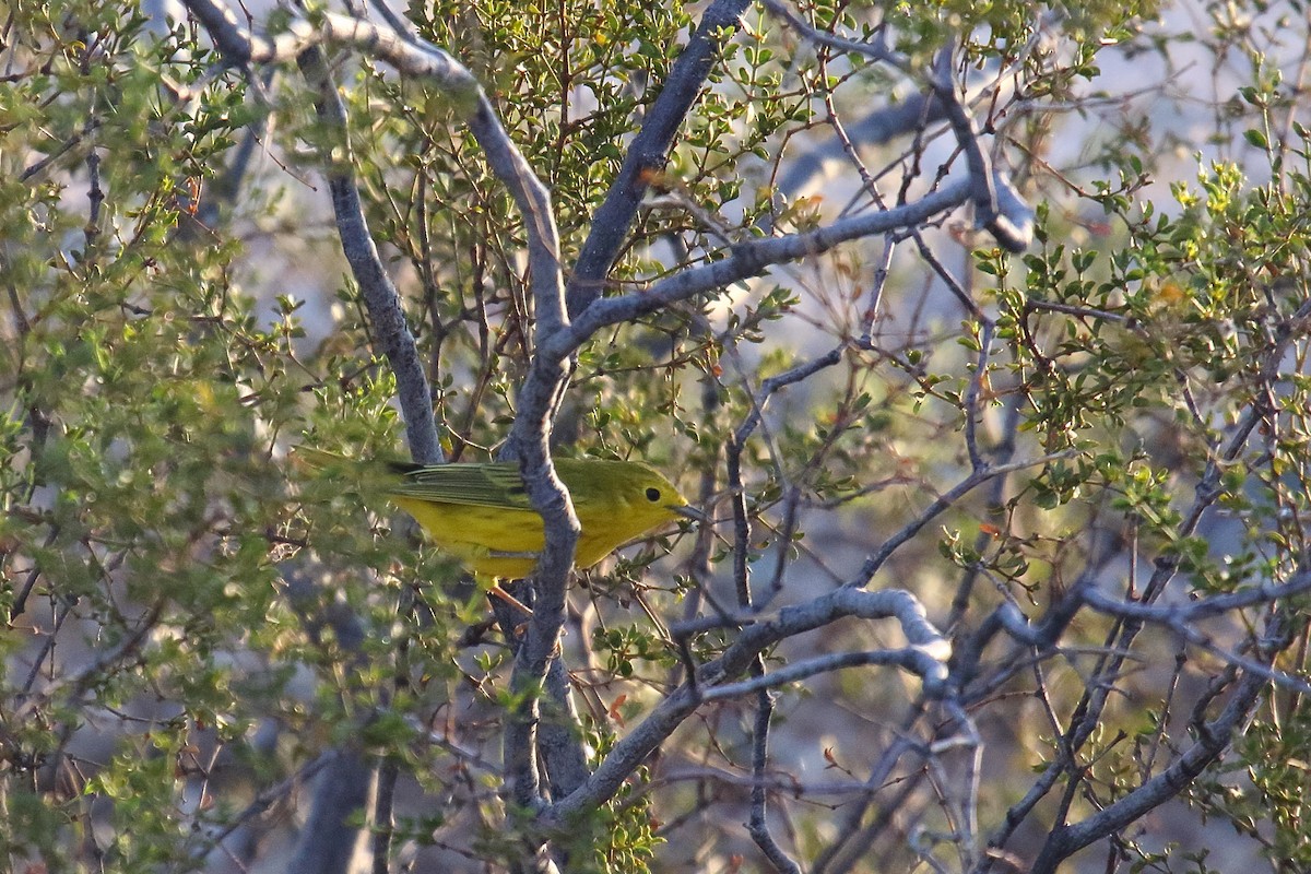 Yellow Warbler - ML640613840