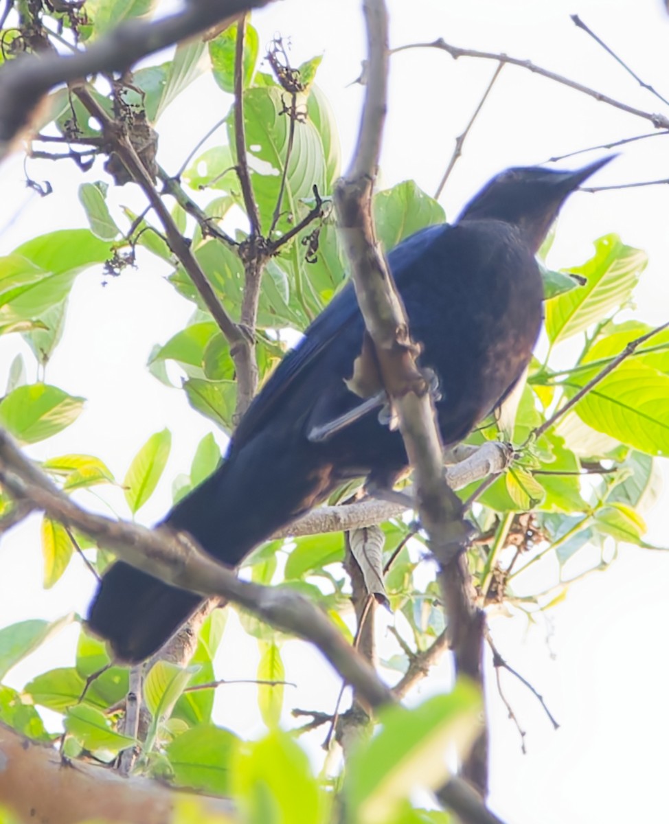 Malabar Whistling-Thrush - ML640613857