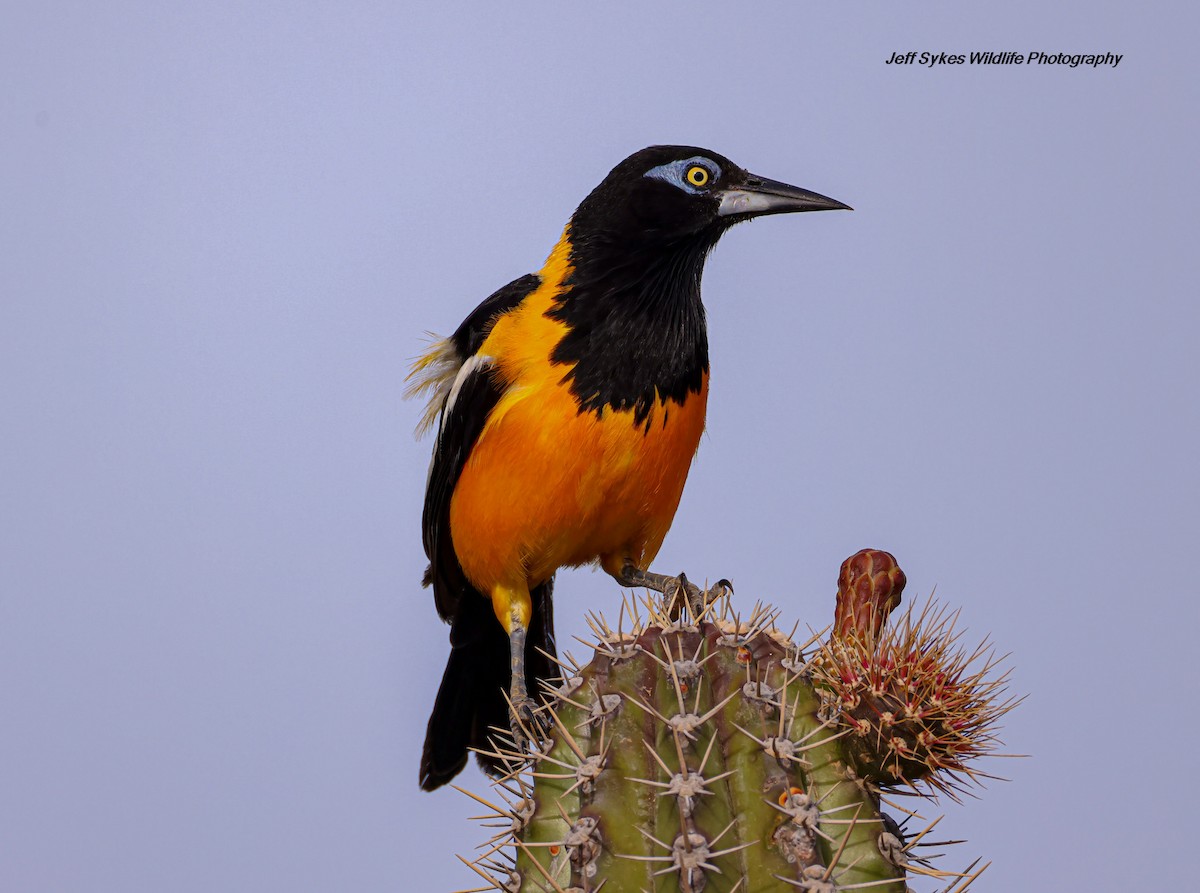Venezuelan Troupial - ML640613887