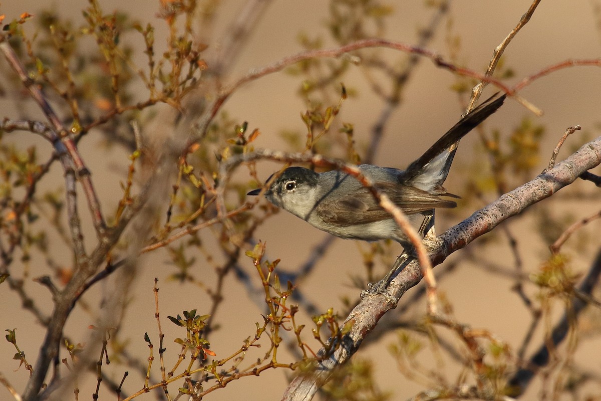 Black-tailed Gnatcatcher - ML640613889