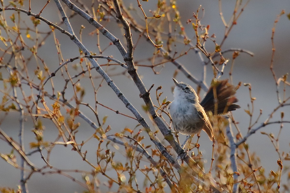 Black-tailed Gnatcatcher - ML640613890