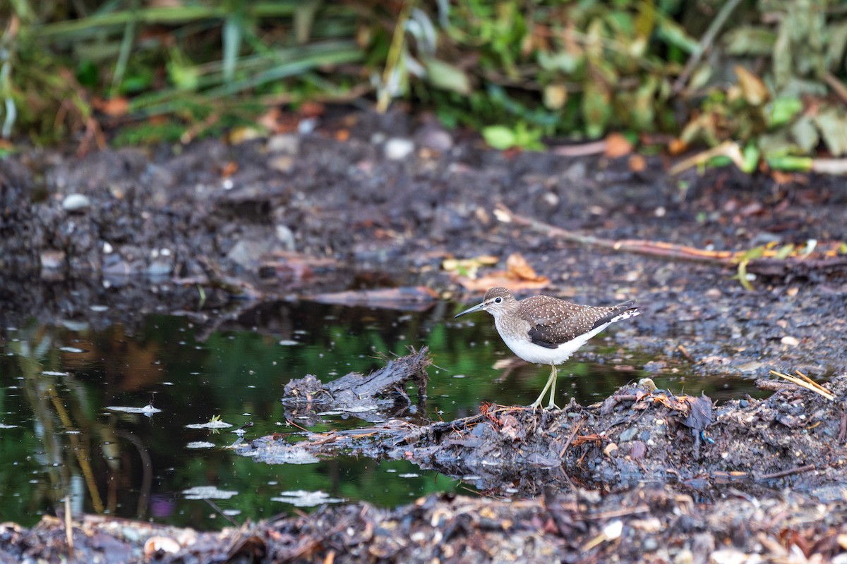Solitary Sandpiper - ML640613891