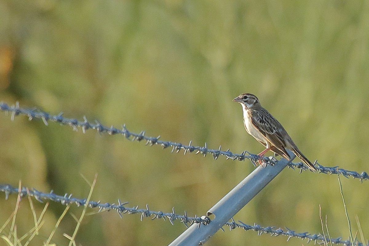Lark Sparrow - ML640613894