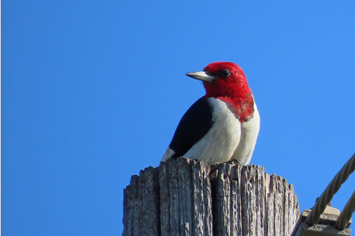 Red-headed Woodpecker - ML640613936