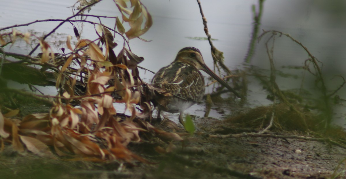 Wilson's Snipe - ML640613994