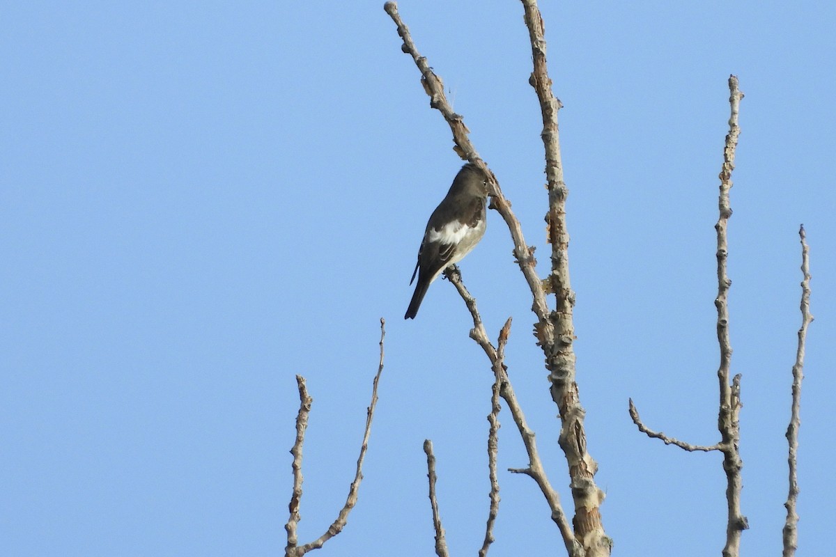 Olive-sided Flycatcher - ML640614007