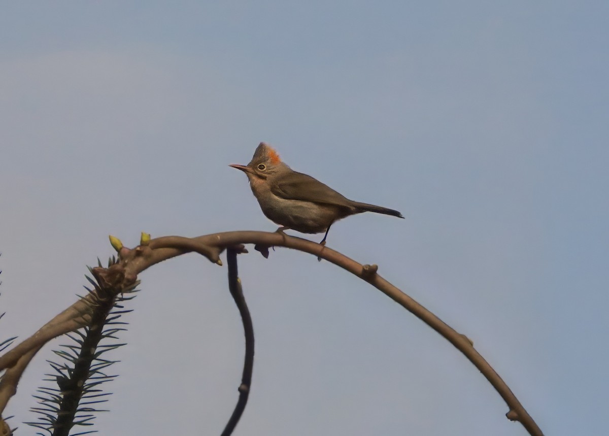 Rufous-vented Yuhina - ML640614025