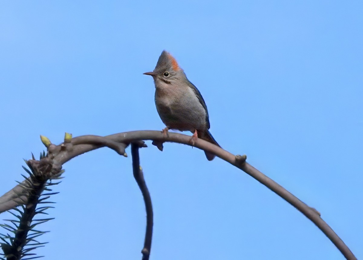 Rufous-vented Yuhina - ML640614027
