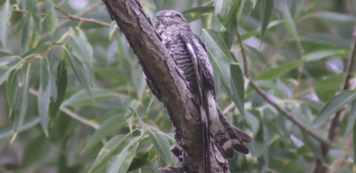 Common Nighthawk - ML640614052