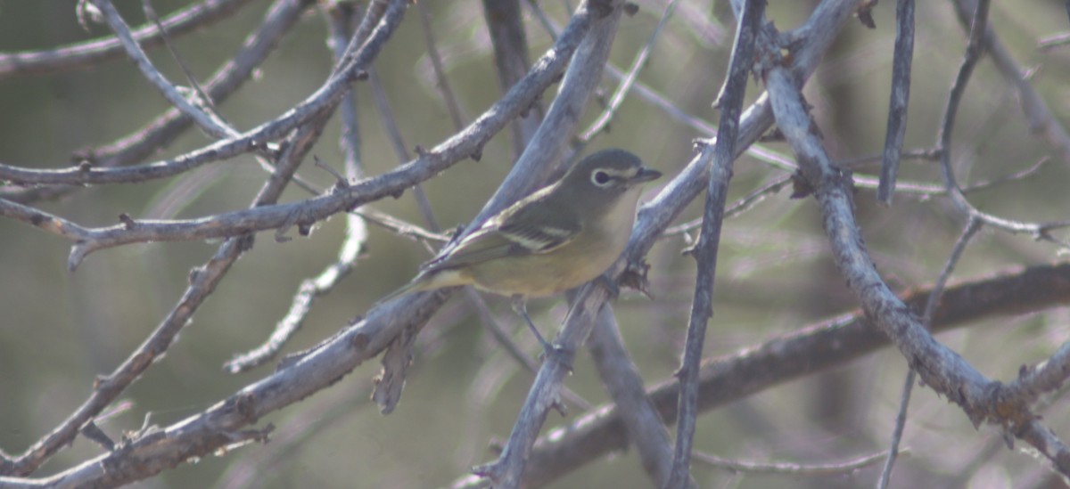 Cassin's Vireo - ML640614081