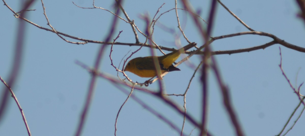 Wilson's Warbler - ML640614128