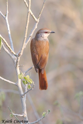Rufous-tailed Palm-Thrush - ML640614140