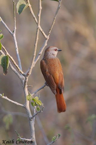 Rufous-tailed Palm-Thrush - ML640614141