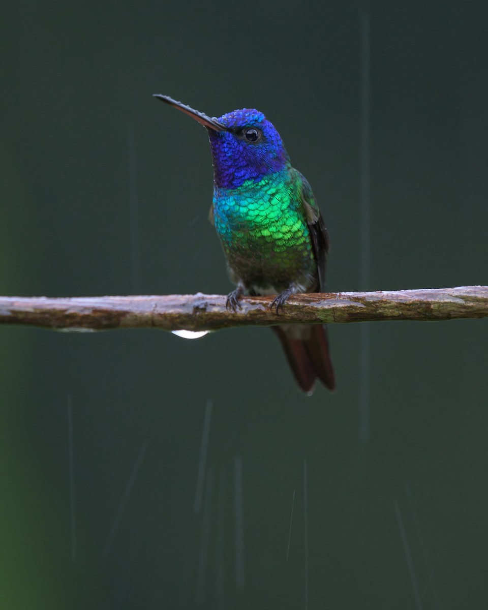 Golden-tailed Sapphire - ML640614142