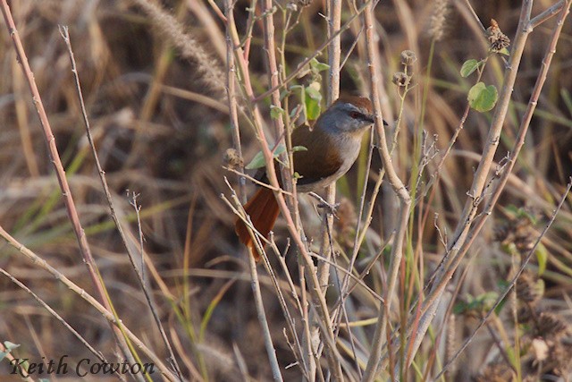Rufous-tailed Palm-Thrush - ML640614257