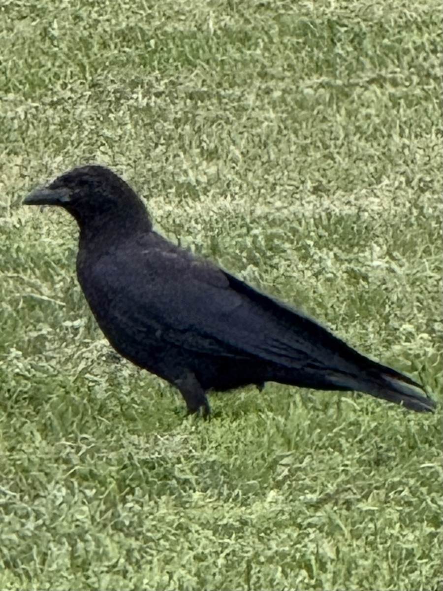 American Crow - ML640614259
