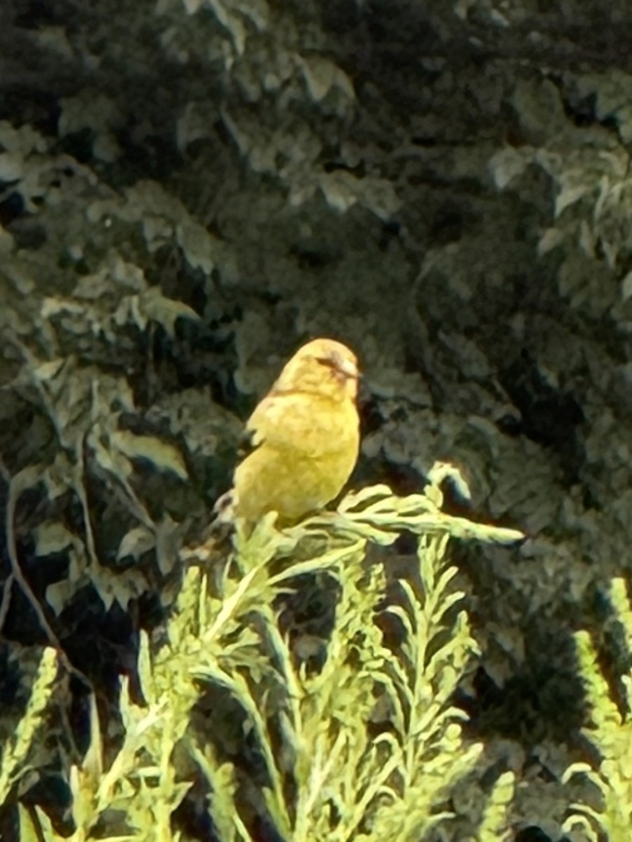 American Goldfinch - ML640614285