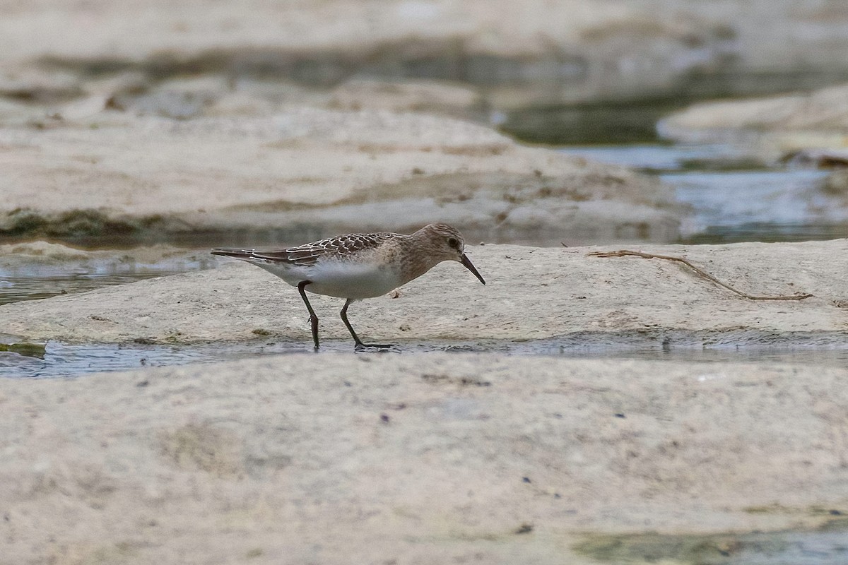 Baird's Sandpiper - ML640614294