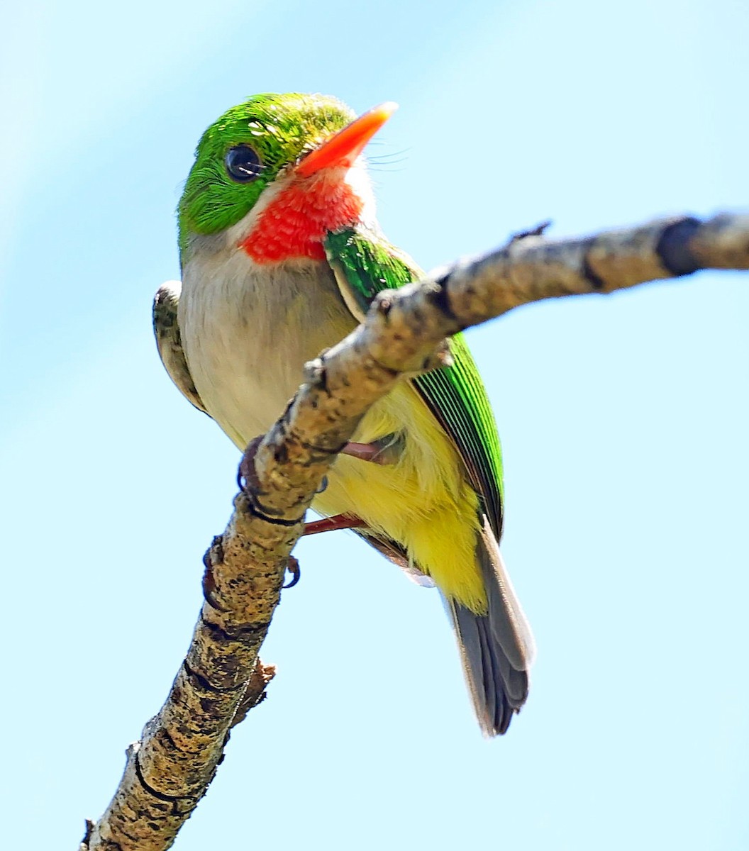 Puerto Rican Tody - ML640614373