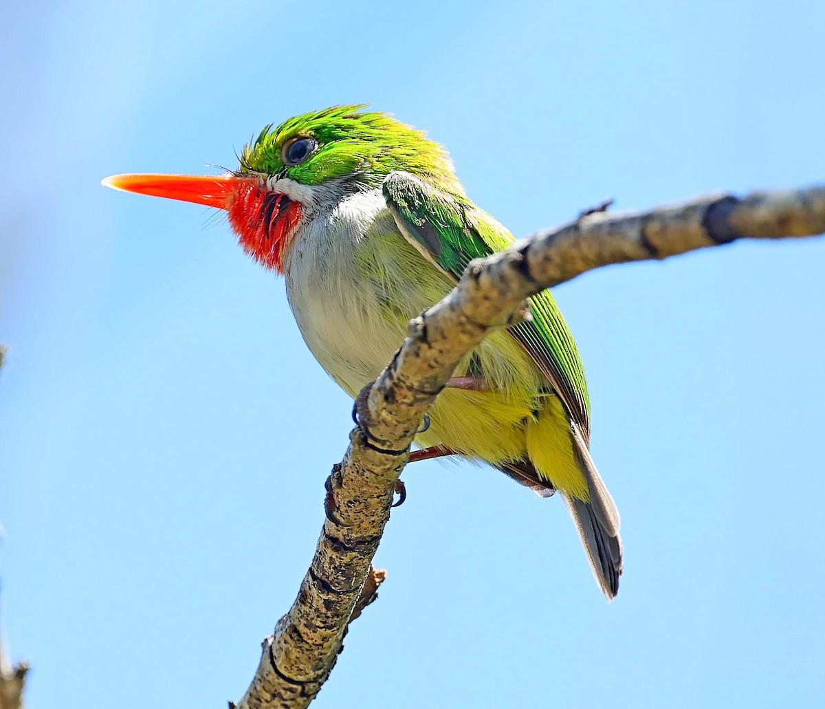 Puerto Rican Tody - ML640614374