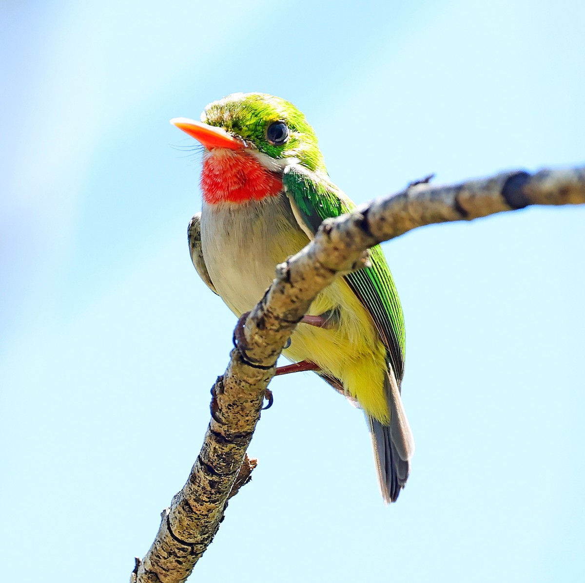 Puerto Rican Tody - ML640614375