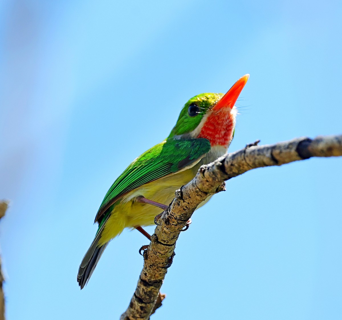 Puerto Rican Tody - ML640614376