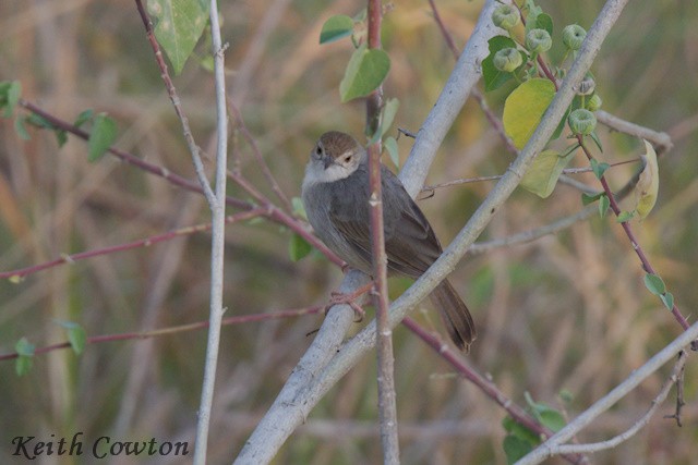 Rufous-tailed Palm-Thrush - ML640614421