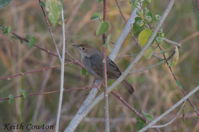 Rufous-tailed Palm-Thrush - ML640614422