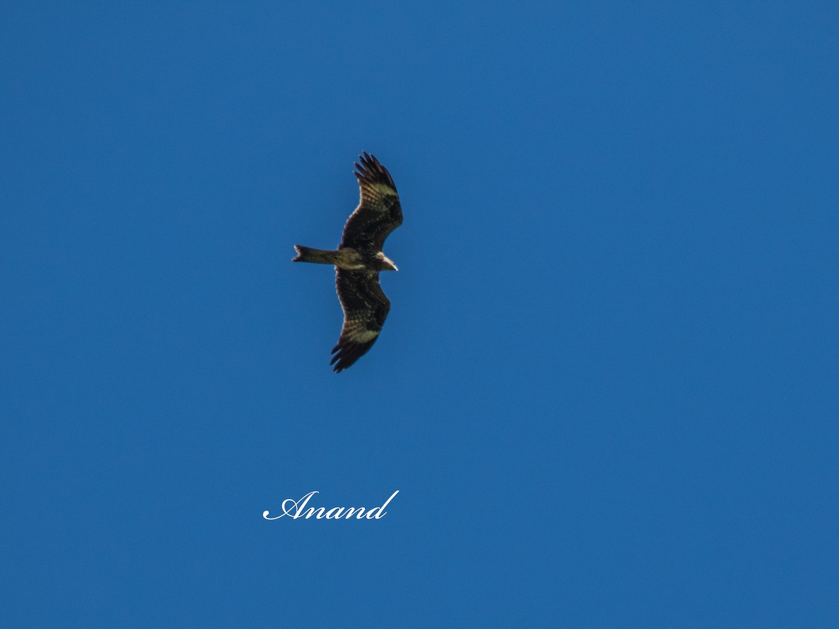 Black Kite - ML640614487