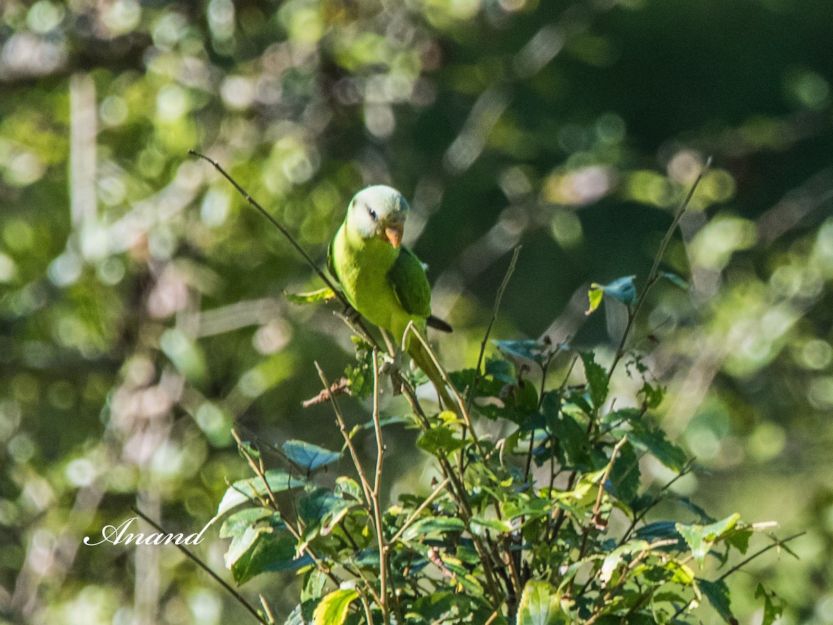 Slaty-headed Parakeet - ML640614488