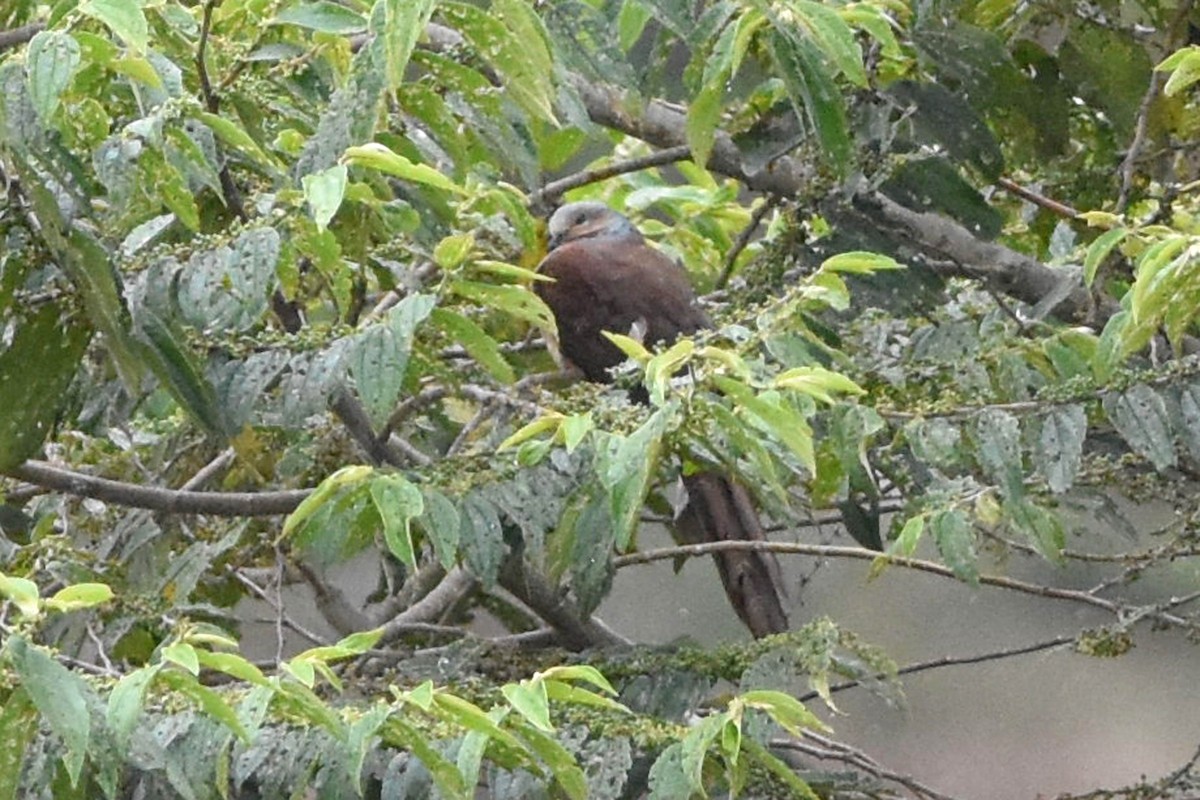 Amboyna Cuckoo-Dove - ML640614532