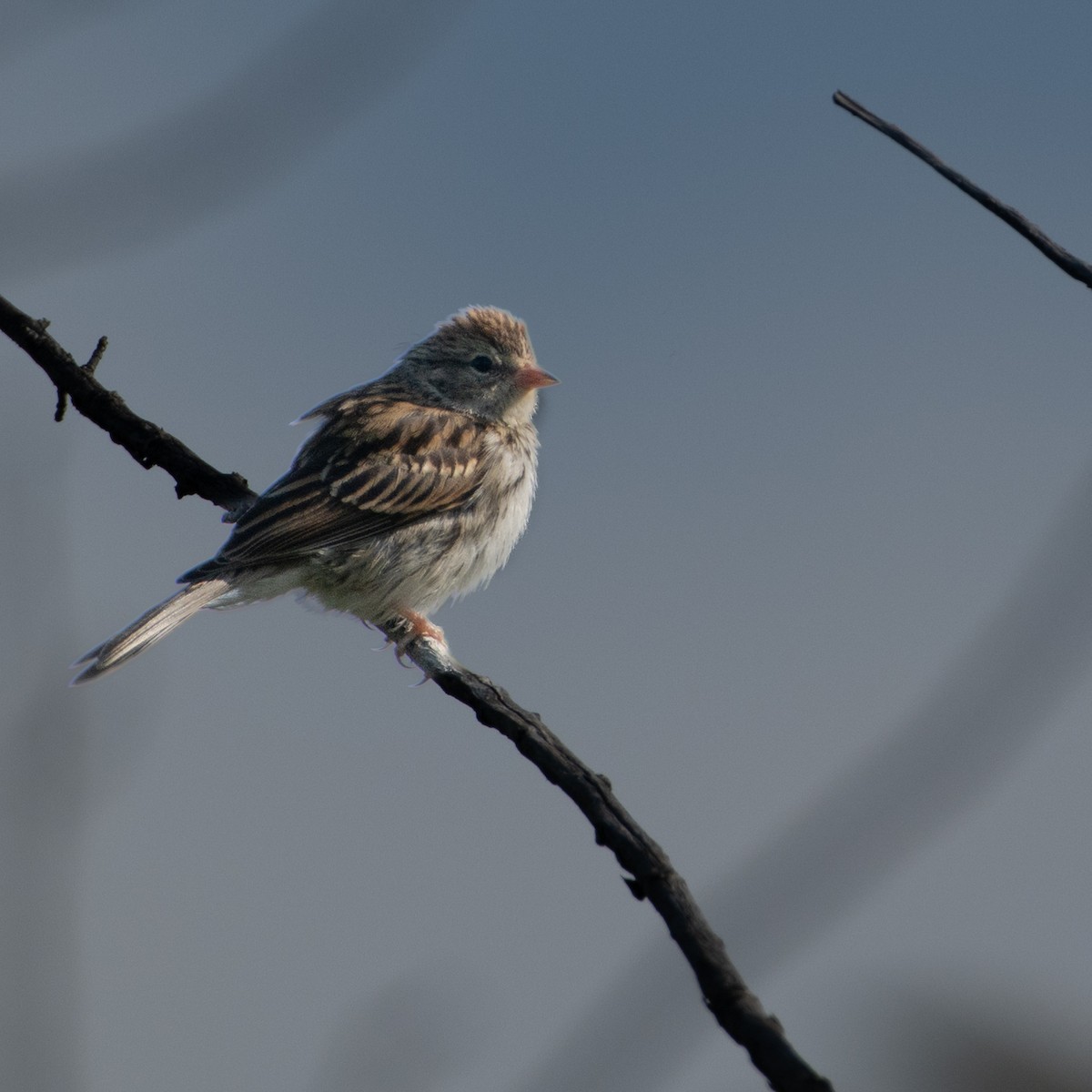 Chipping Sparrow - ML640614561