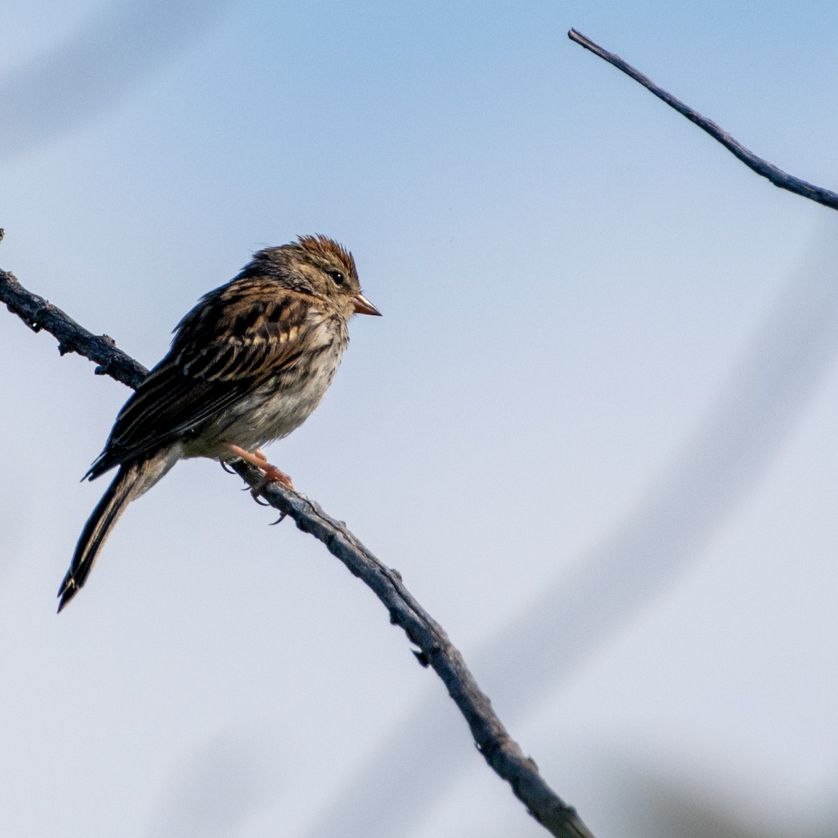 Chipping Sparrow - ML640614607