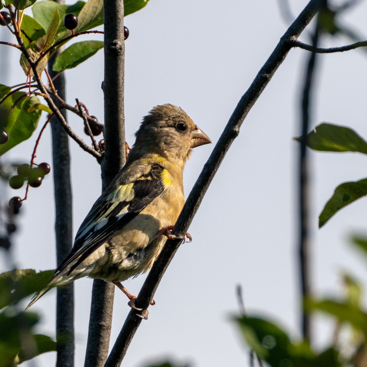 Evening Grosbeak - ML640614617