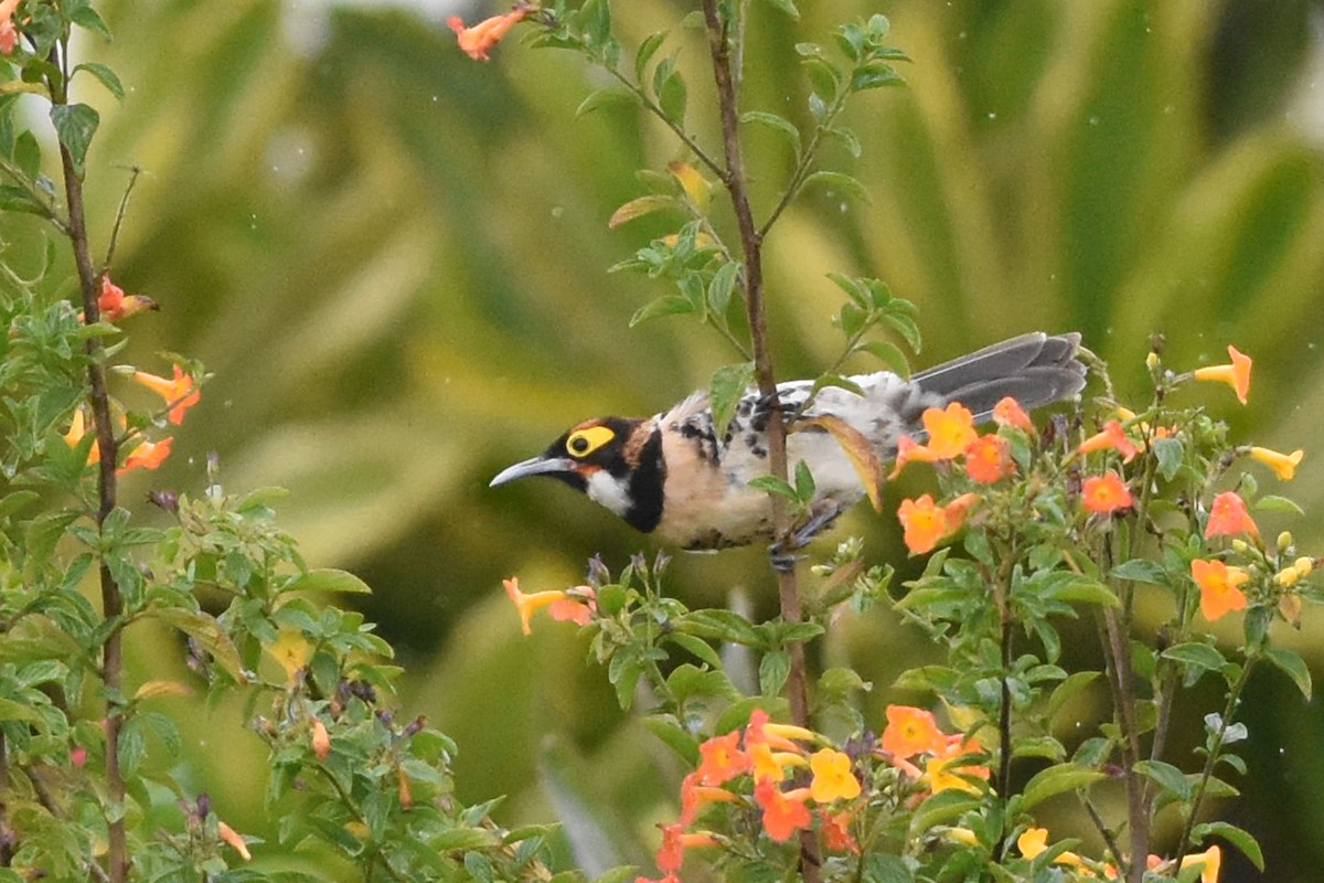 Ornate Melidectes - ML640614637