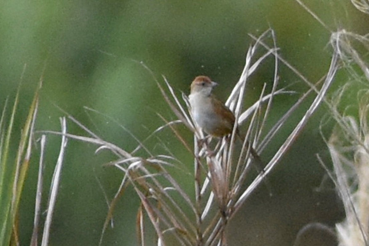 Papuan Grassbird - ML640614648