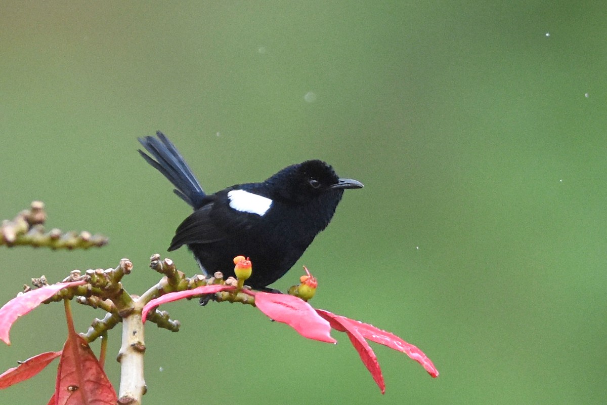 White-shouldered Fairywren - ML640614653