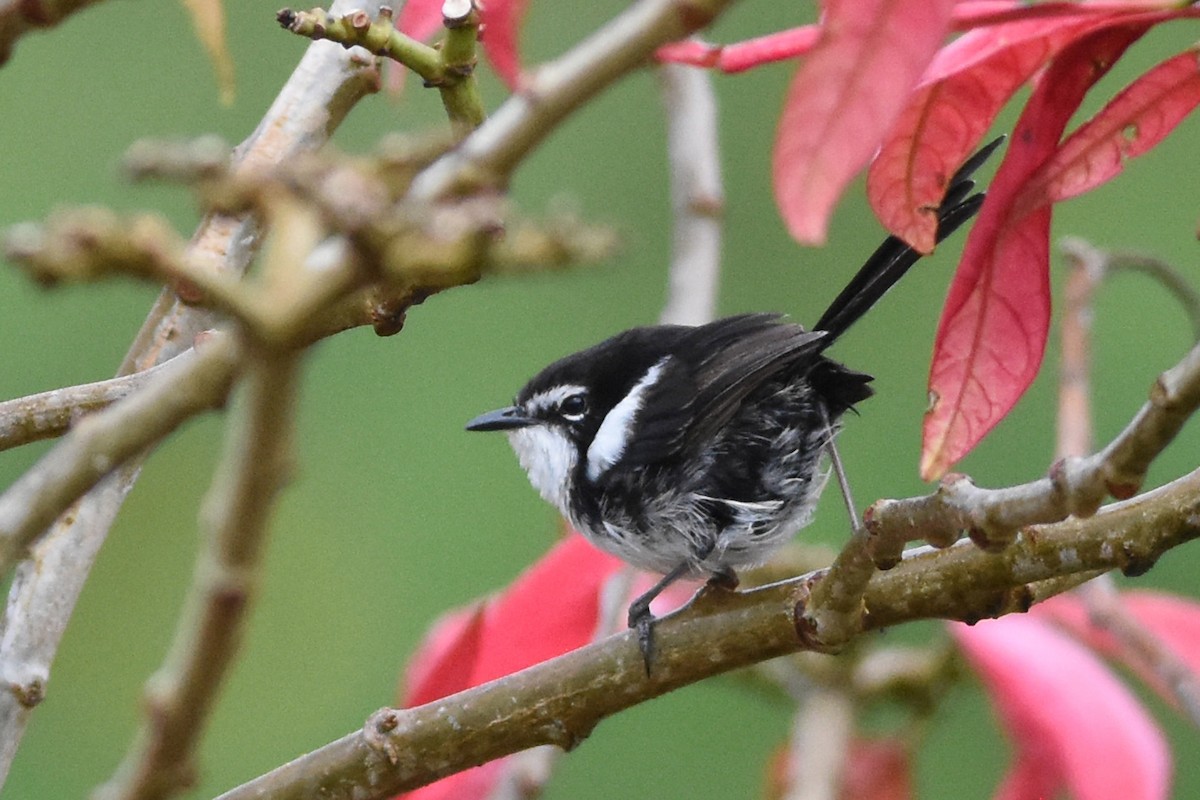 White-shouldered Fairywren - ML640614656