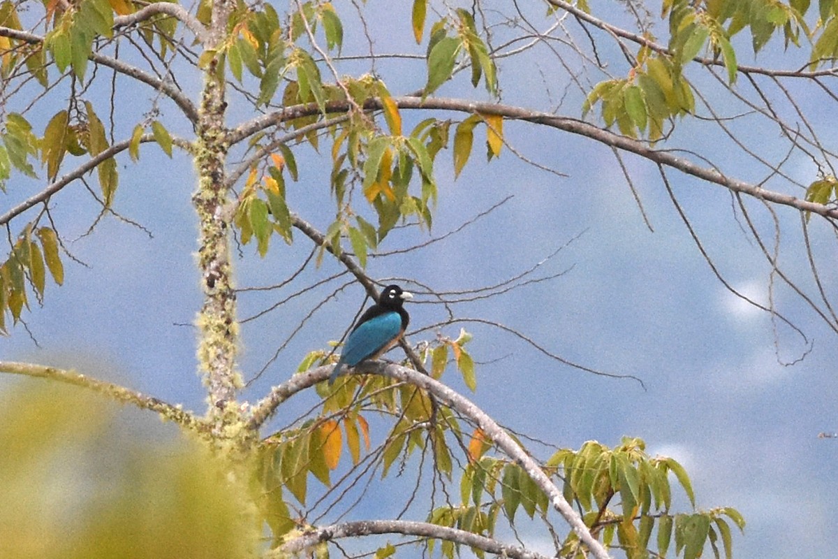 Blue Bird-of-Paradise - ML640614676