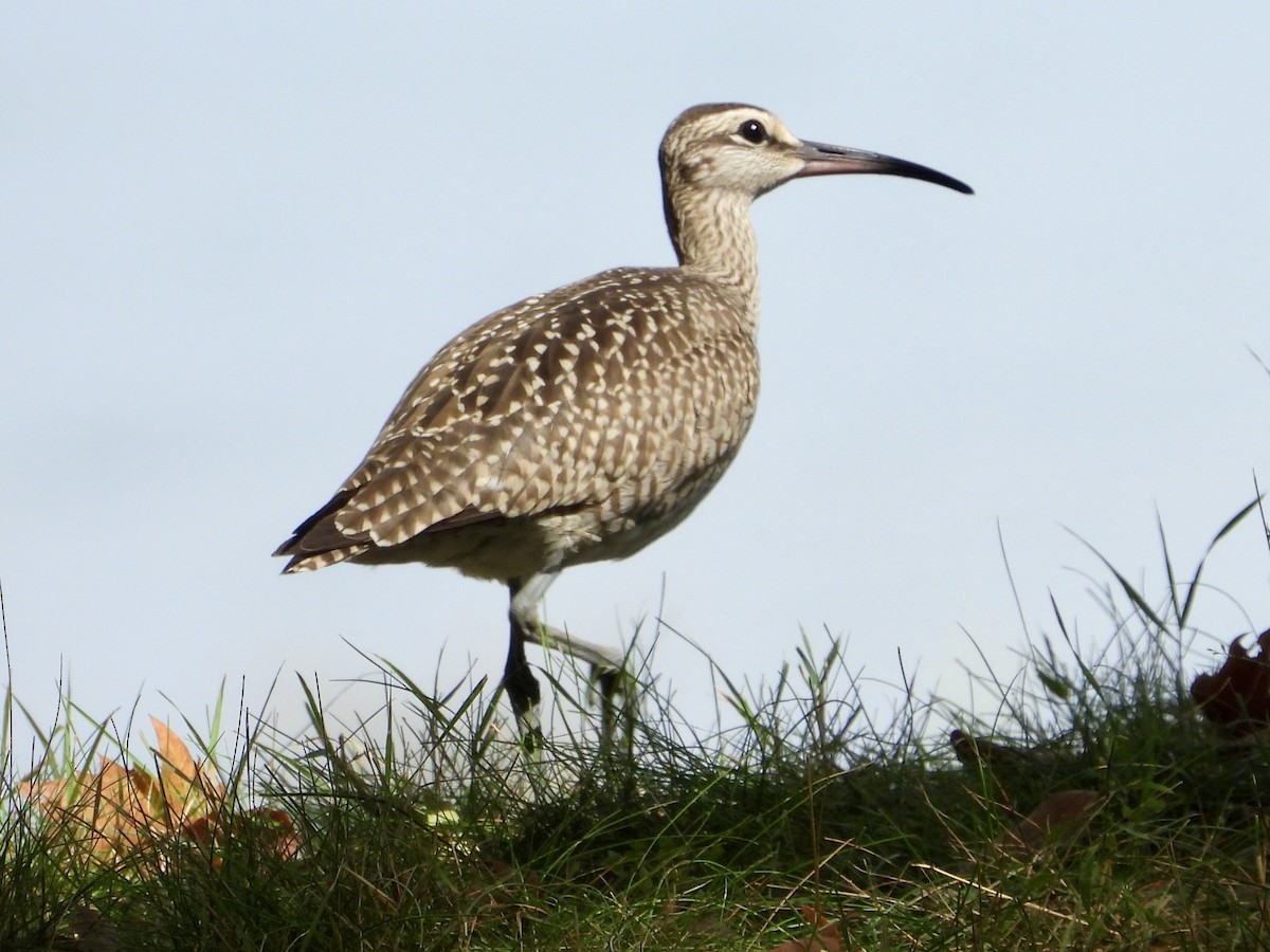 Whimbrel - ML640614708