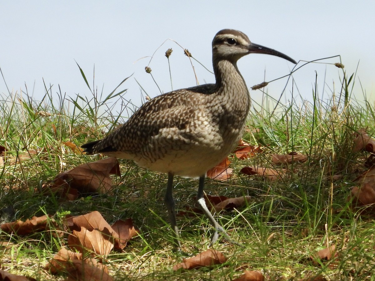 Whimbrel - ML640614709