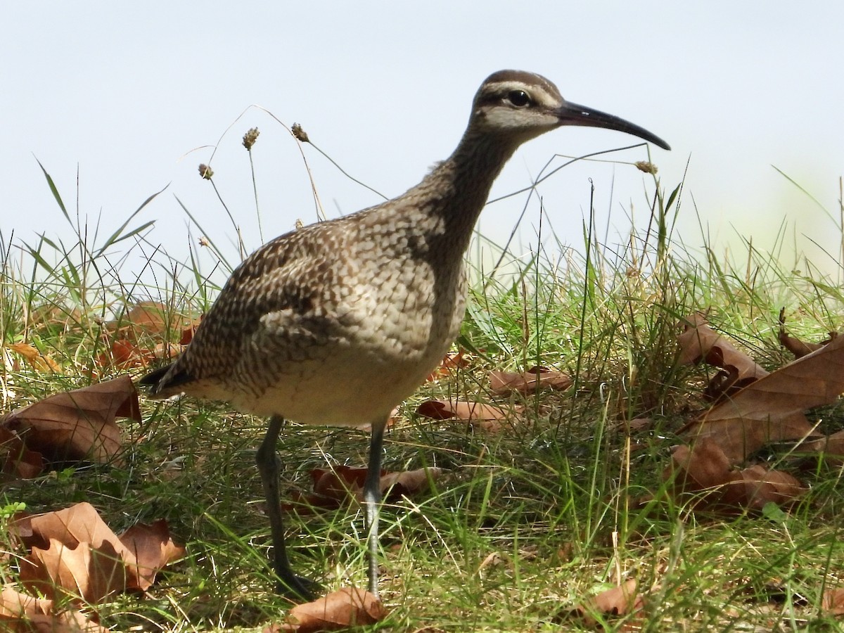 Whimbrel - ML640614710