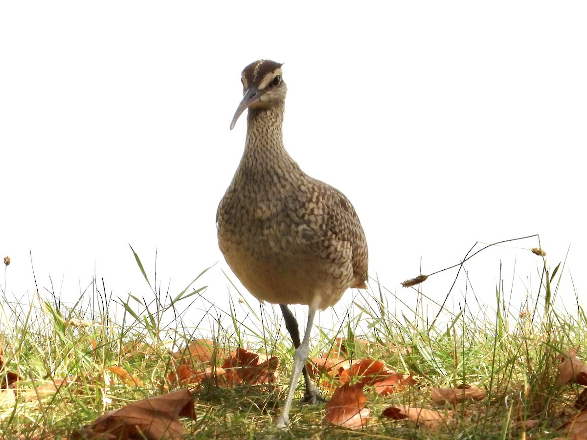 Whimbrel - ML640614711