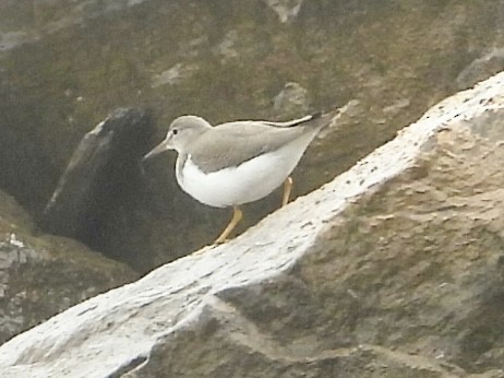 Spotted Sandpiper - ML640614714