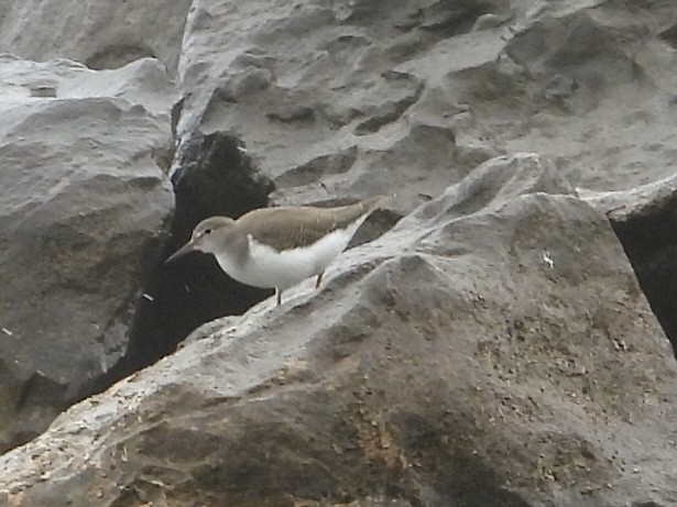 Spotted Sandpiper - ML640614715