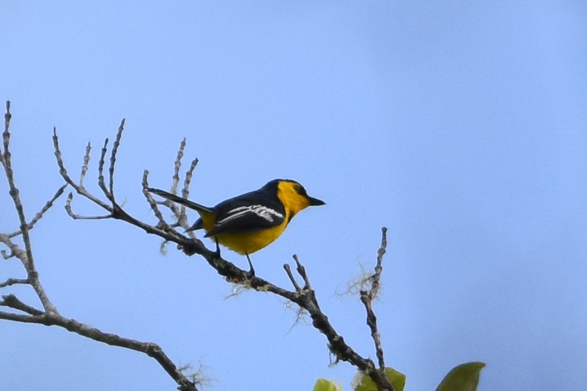 Black-breasted Boatbill - ML640614718