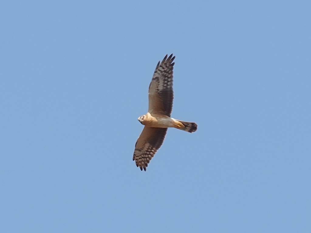 Pallid Harrier - ML640614931