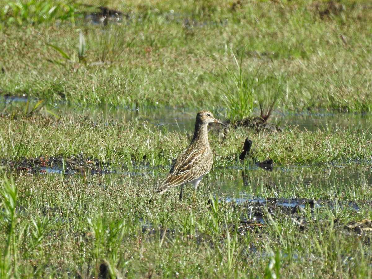 Pectoral Sandpiper - ML640614962