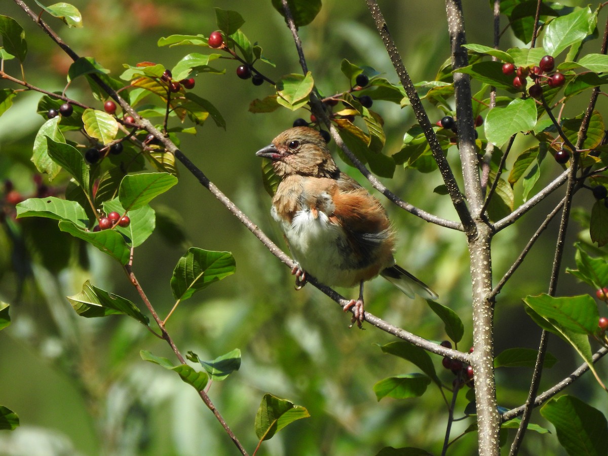 Eastern Towhee - ML640614984
