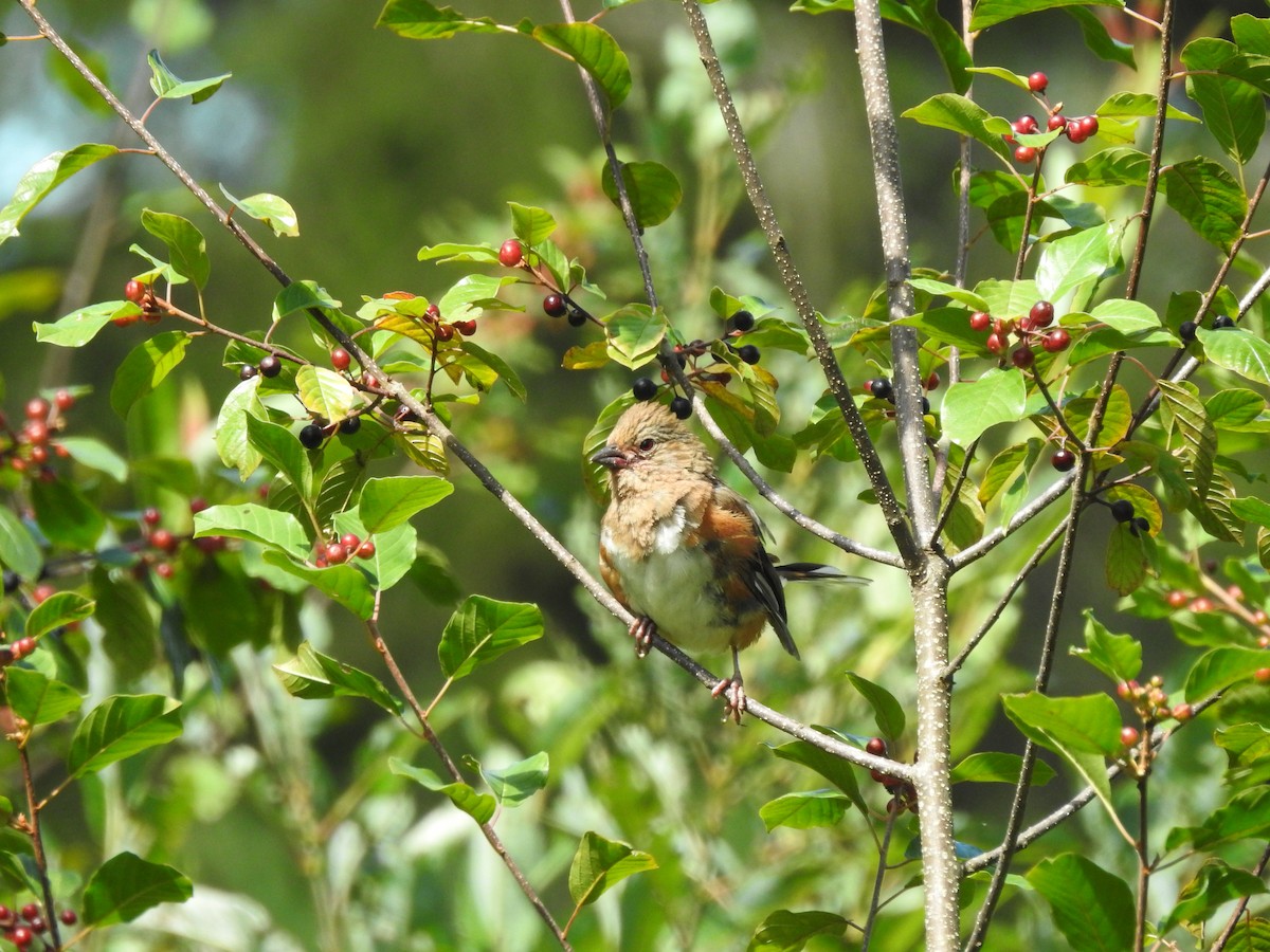 Eastern Towhee - ML640614985